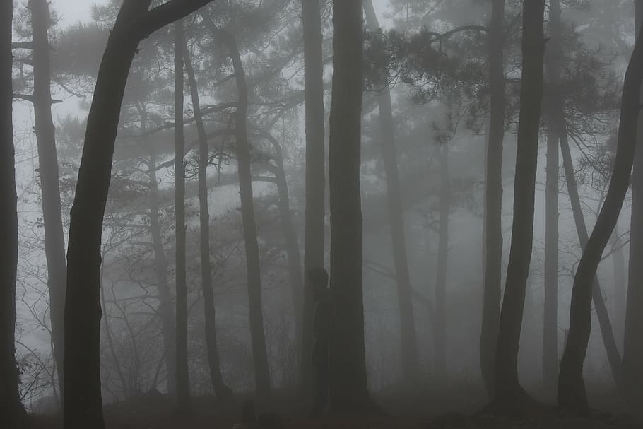 fog, lushan, woods, tree, plant, forest, trunk, tree trunk HD wallpaper