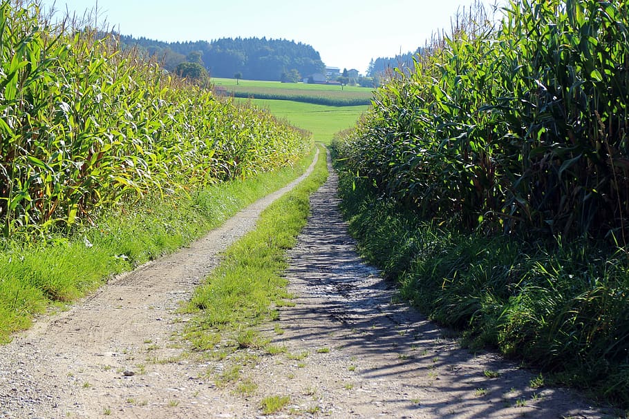 lane, corn, cornfield, away, dirt track, agriculture, cultivation HD wallpaper