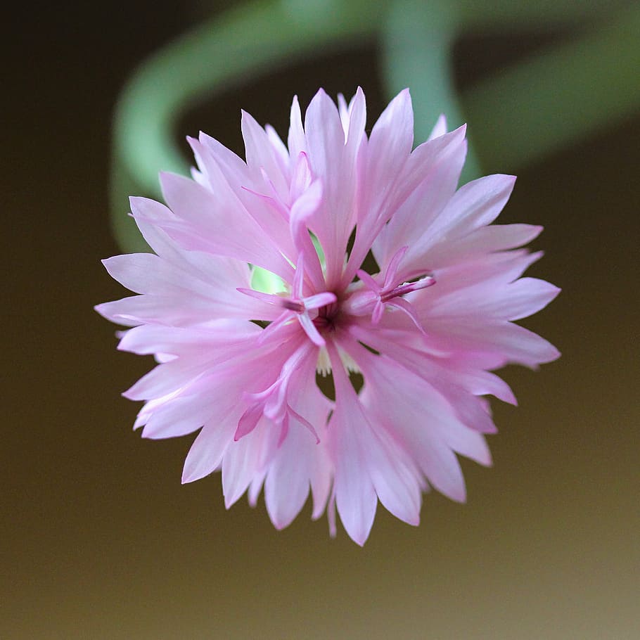 blossom, bloom, macro, pink, spring, close, flower, nature HD wallpaper