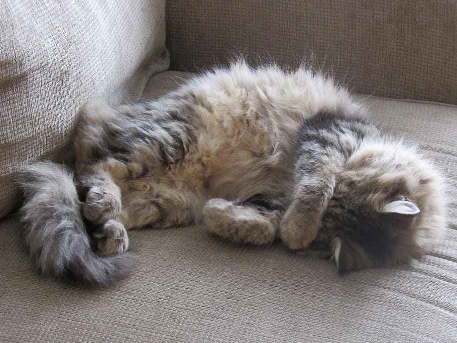 Cat, Sleeping, Portrait, Pet, Domestic, feline, cute, eyes HD wallpaper