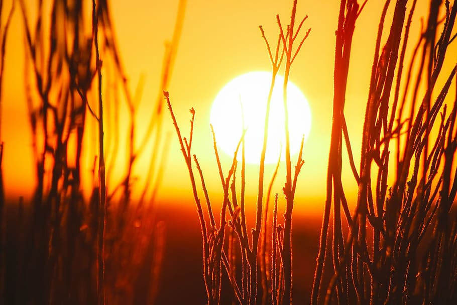 silhoutte of green grass, sunset, dusk, sunlight, silhouettes HD wallpaper