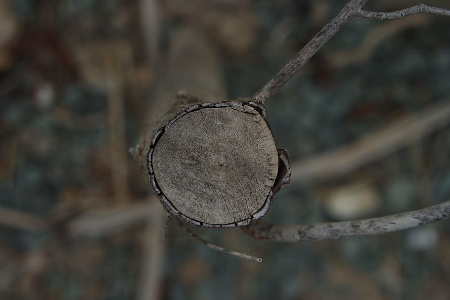 trunk, wood, texture, thicket, cut trunk, close-up, focus on foreground HD wallpaper