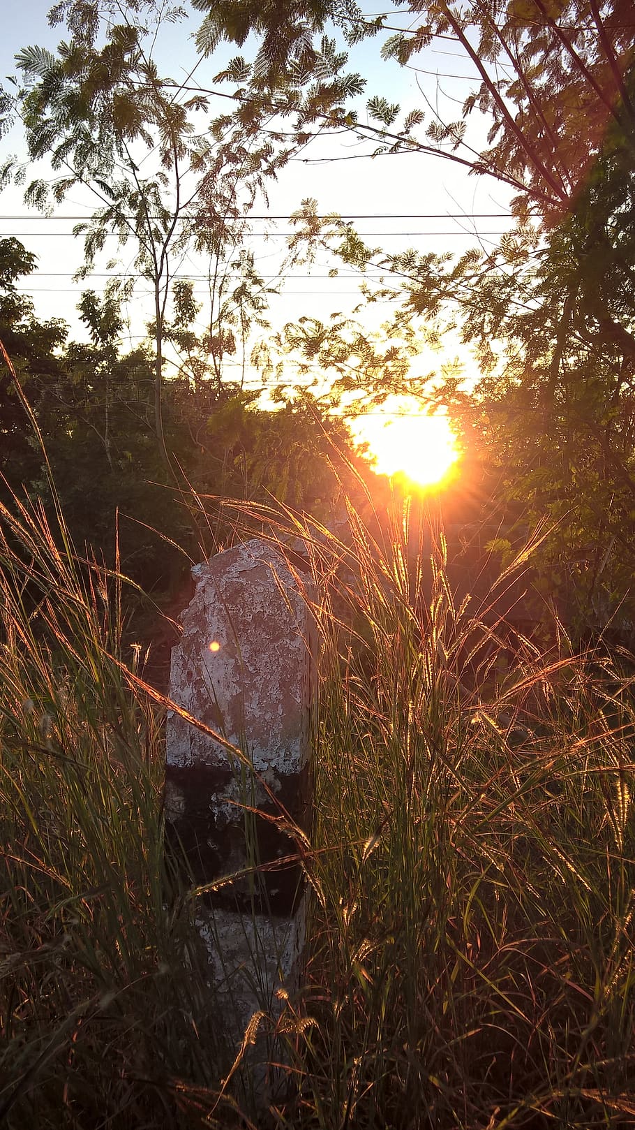 evening, sunset, last light, plant, tree, nature, sky, no people HD wallpaper