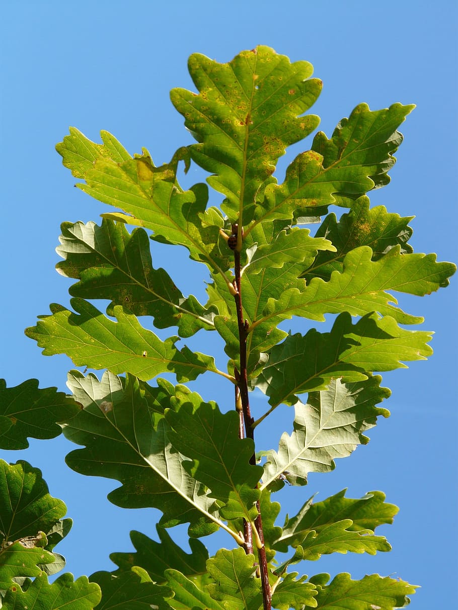 Oak, Leaves, Leaf, Quercus, oak leaves, green, branch, tree HD wallpaper