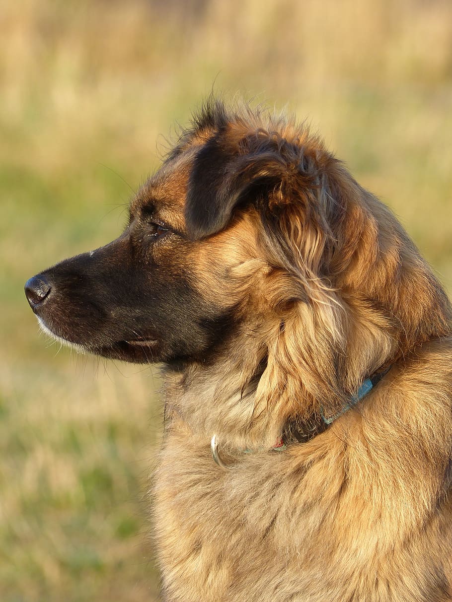 Crossing, Dog, Bitch, Face, Brown, side, nice, close up, animals HD wallpaper