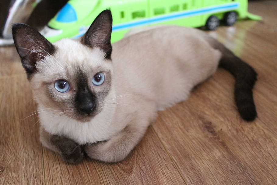 cat, animal, pets, domestic, animal themes, domestic animals HD wallpaper
