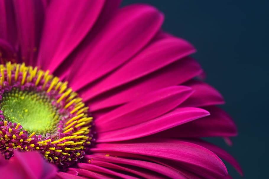 purple Gerbera flower macro photography, pink, blossom, bloom HD wallpaper