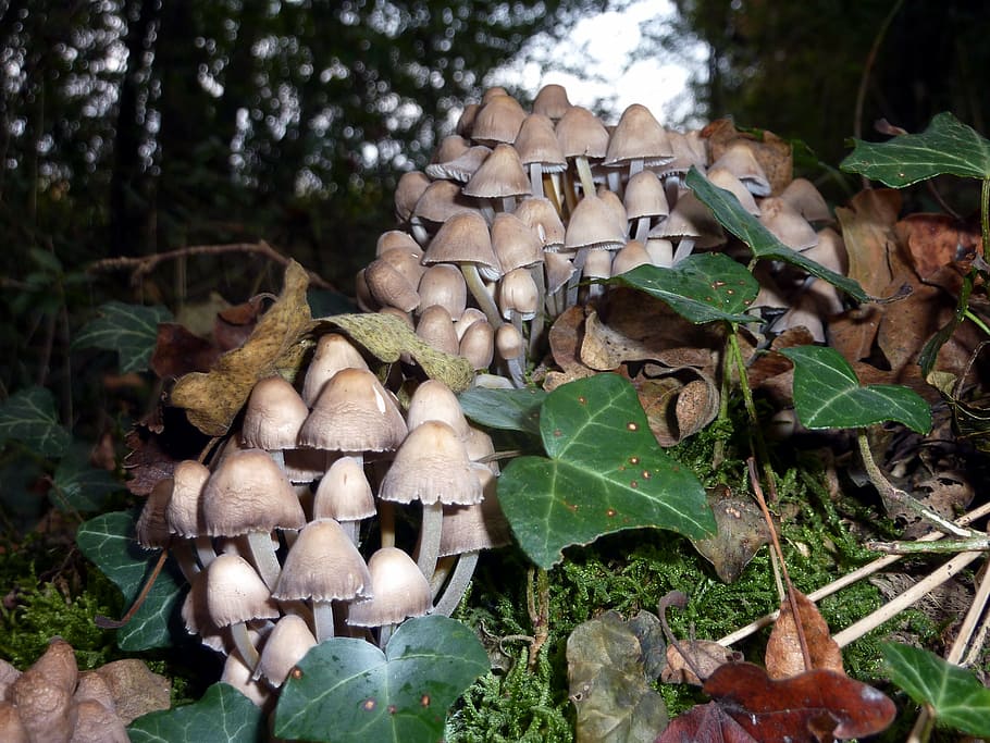 mushrooms, forest, nature, fall, wood, undergrowth, plant, leaf HD wallpaper