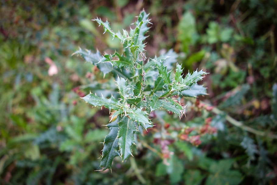 thistle, macro, leaf, green, plant, forest, forest floor, nature HD wallpaper