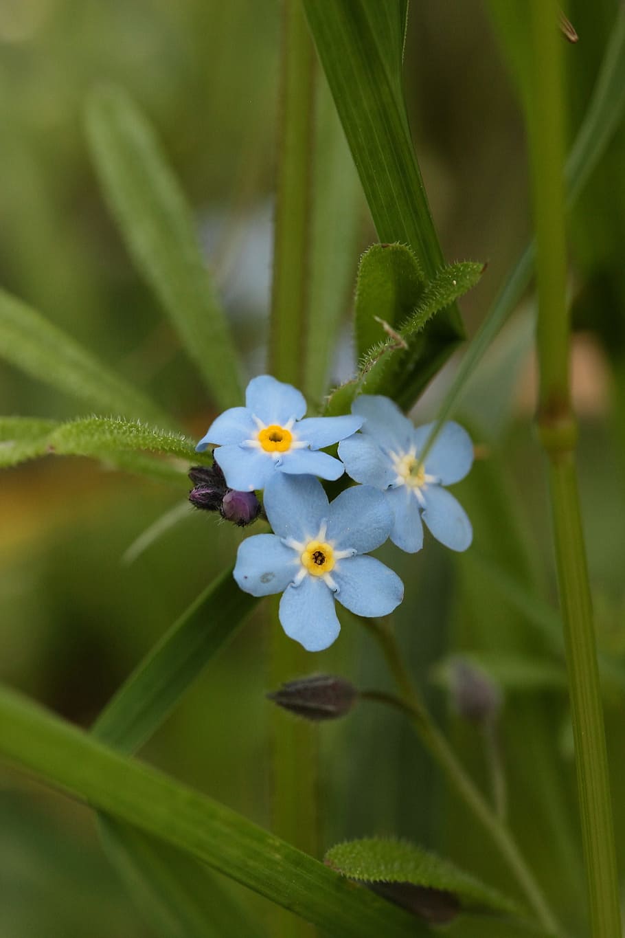 Forget Me Not, Flowers, blue, pointed flower, plant, macro