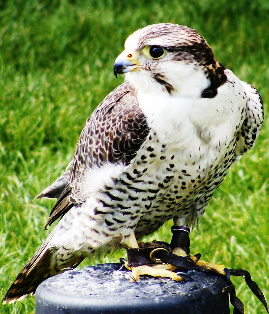 Hawk, Bird, Predator, Raptor, Feathers, beak, wild, perched HD wallpaper