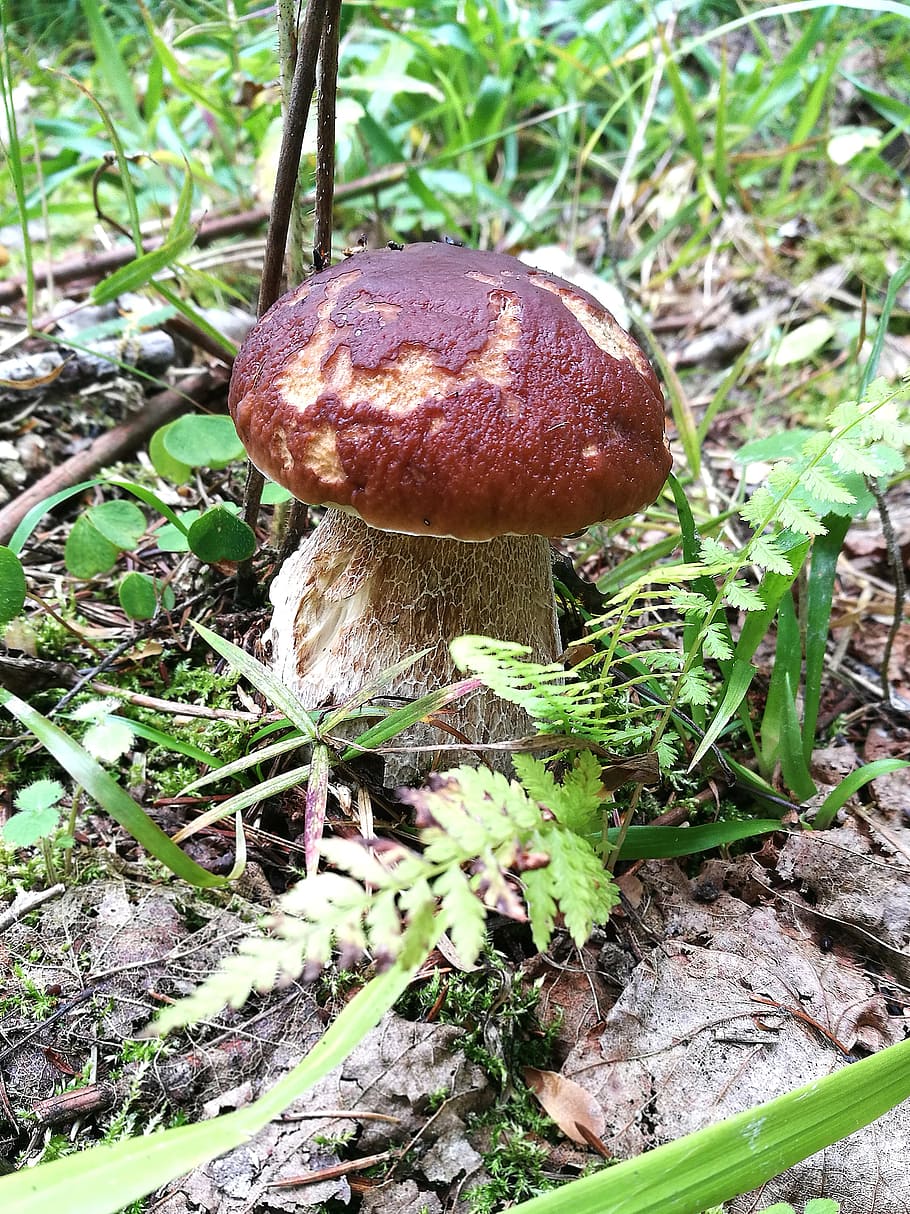 mushrooms, boletus, forest, macro, summer, nature, closeup HD wallpaper