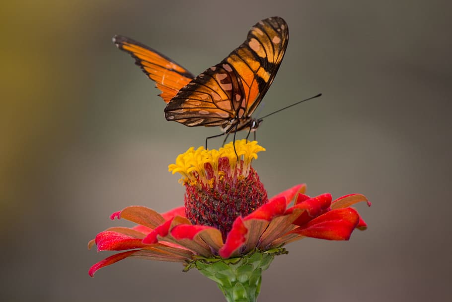 Brown and Black Butterfly Perched on Yellow and Red Petaled Flower Closeup Photography, HD wallpaper