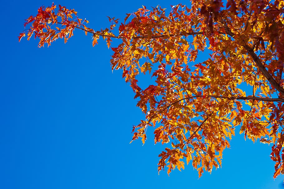 autumn, leaf, season, tree, blue, change, plant, branch, sky HD wallpaper