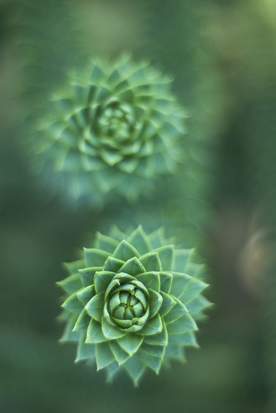 selective focus photography of green succulent plant, two succulent plants HD wallpaper