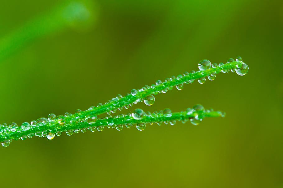 beaded, water, drip, green, drop of water, close, liquid, macro HD wallpaper