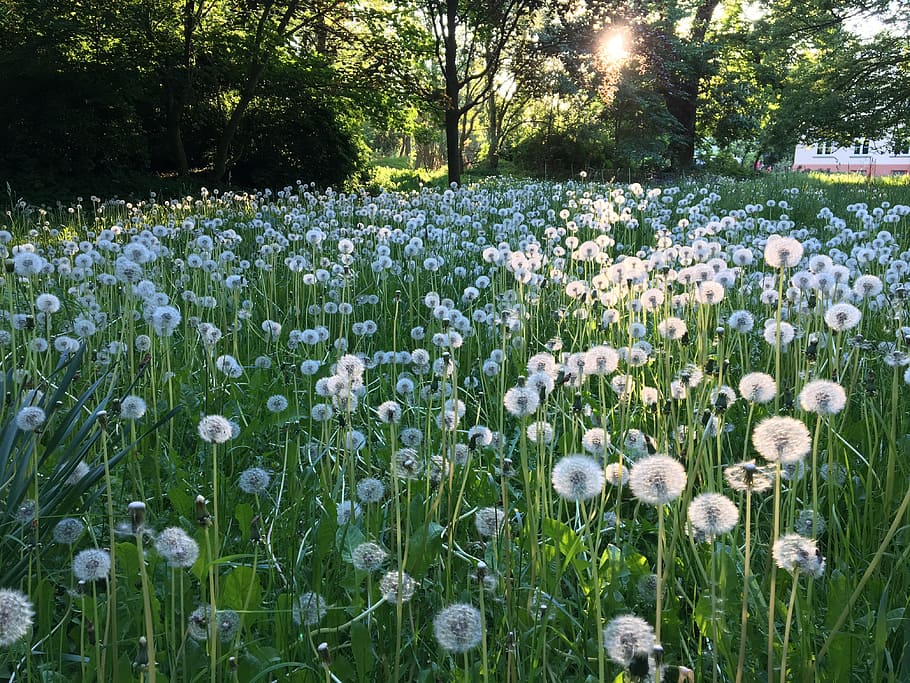 dandelion, landscape, meadow, grass, pointed flower, plant HD wallpaper