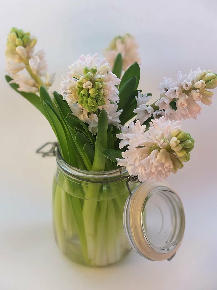 hyacinth, pink, bulbs, spring, scented, flowers, jar, vase HD wallpaper