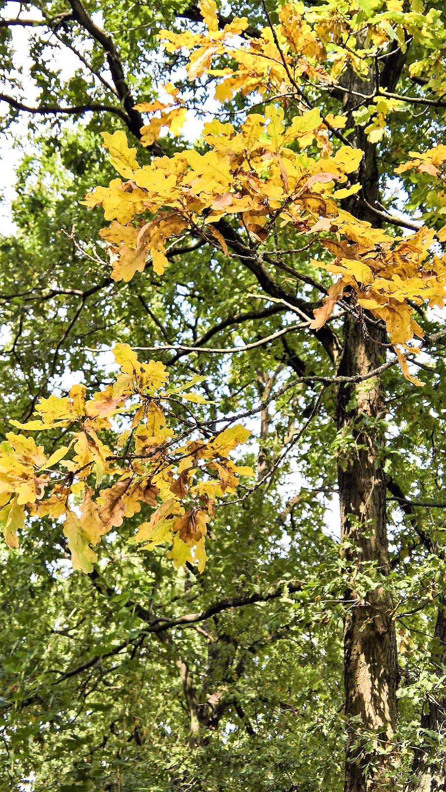 oak, oak leaves, tree, deciduous tree, autumn, colored leaves HD wallpaper