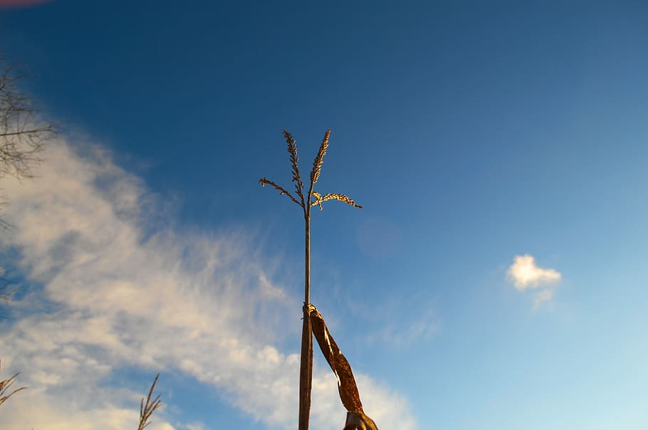 Blue, Sky, Clouds, Weather, Nice, nice weather, corn, seeds HD wallpaper
