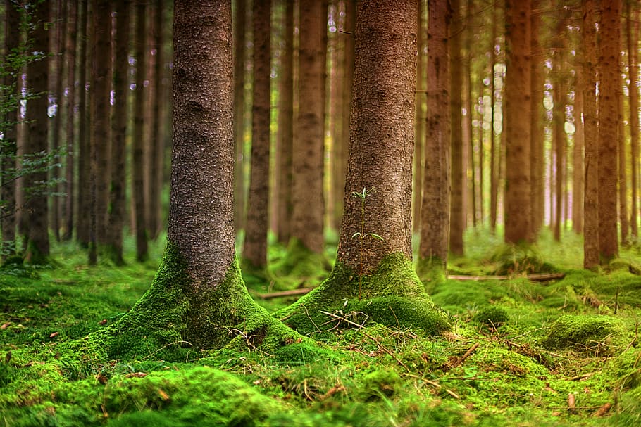 green leafed trees, forest, nature, moss, landscape, wood, mood HD wallpaper