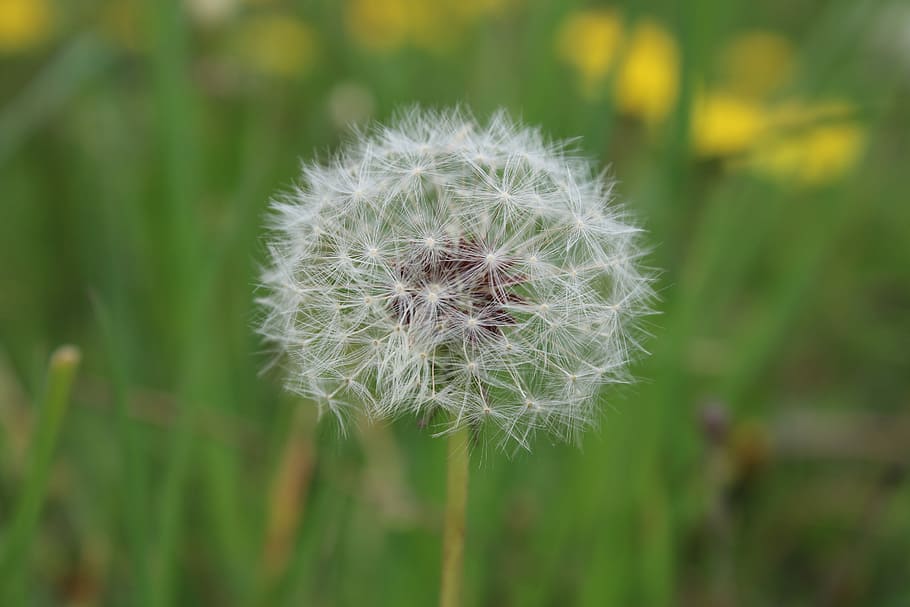 Dandelion, Green, Spring, Nature, white green, botany, weed HD wallpaper