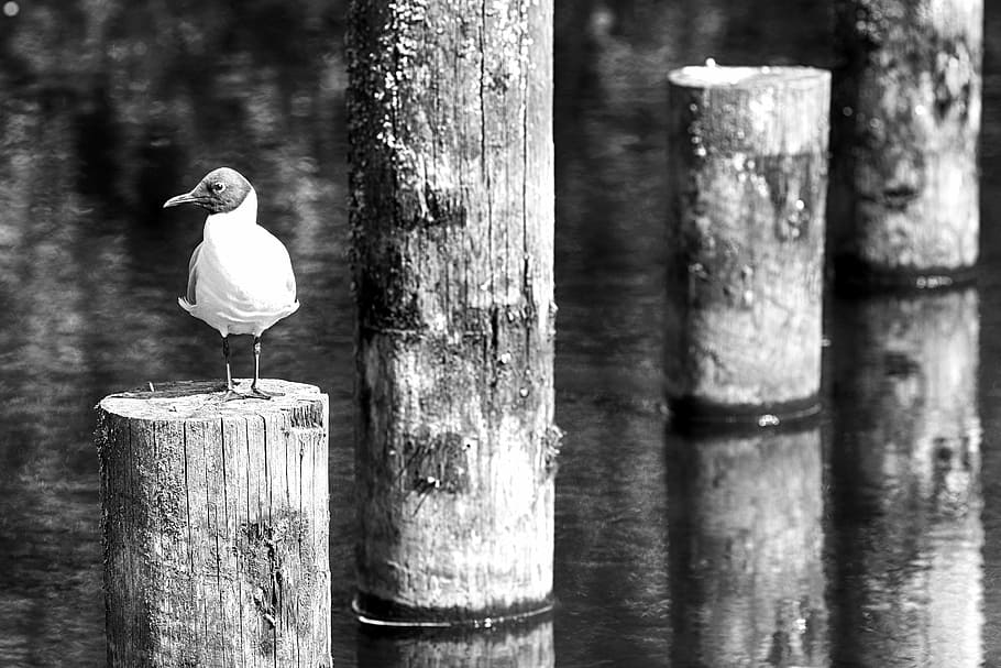 bird, water, nature, post, wood - material, animal themes, vertebrate HD wallpaper