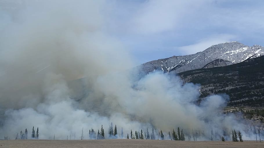 smoke on green trees, forest fire, wildfire, burn, mountain HD wallpaper