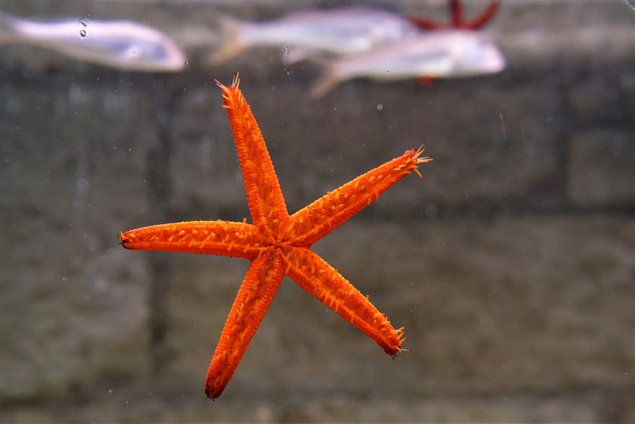 starfish, under water creatures, red, wirbellos, nature, animal world, HD wallpaper