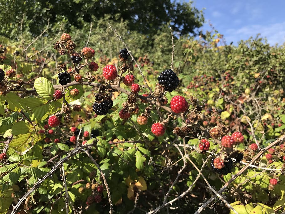 blackberries, fruit, wild, field, nature, brambles, green, red HD wallpaper