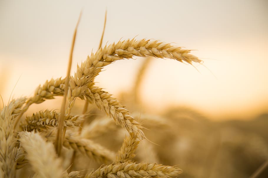 shallow focus photography of wheat, sunset, harvest, fruit fact HD wallpaper