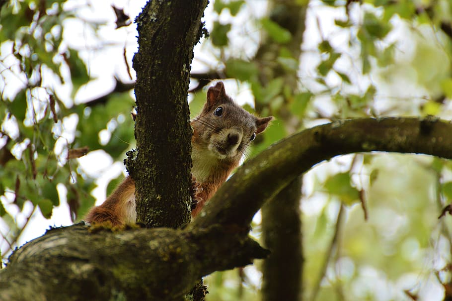 Squirrel, Nager, Rodent, Cute, Nature, cheeky, animal, garden HD wallpaper