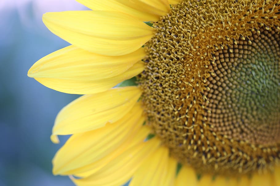 sunflower, evening, macro, petals, yellow, nature, summer, agriculture HD wallpaper