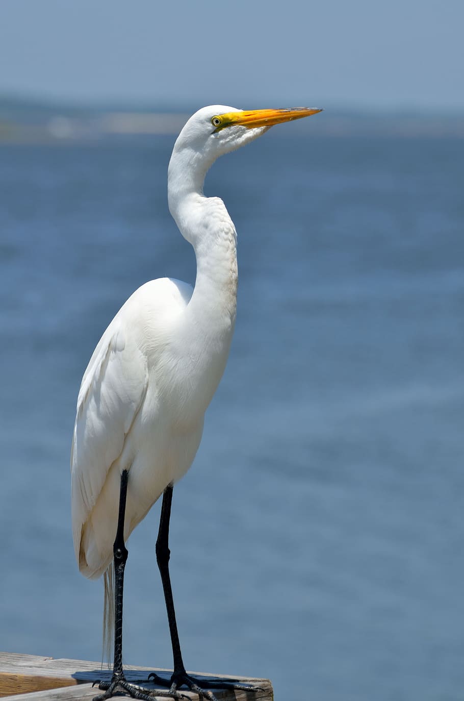 great white egret, bird, avian, wildlife, animal, nature, heron, HD wallpaper