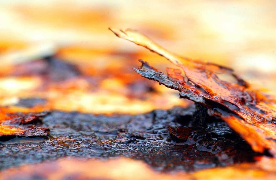 abstract, rust, expiration, beauty, selective focus, close-up HD wallpaper