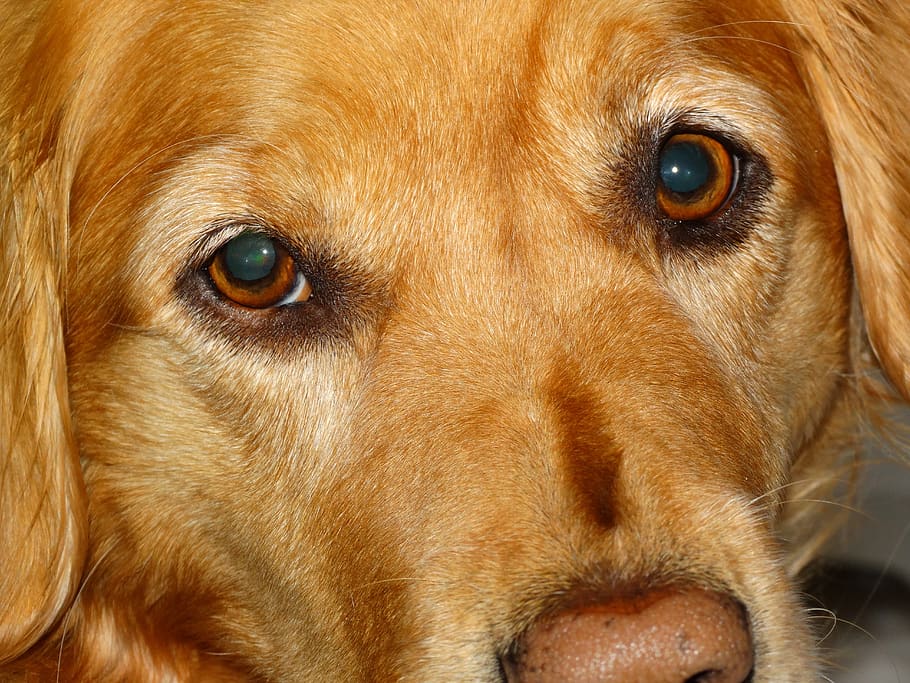 dog, face, canine, one animal, mammal, domestic animals, pets HD wallpaper