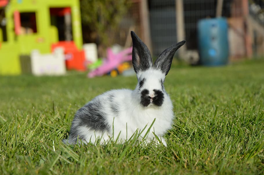 rabbit, nature, spring, animal themes, grass, domestic, mammal HD wallpaper