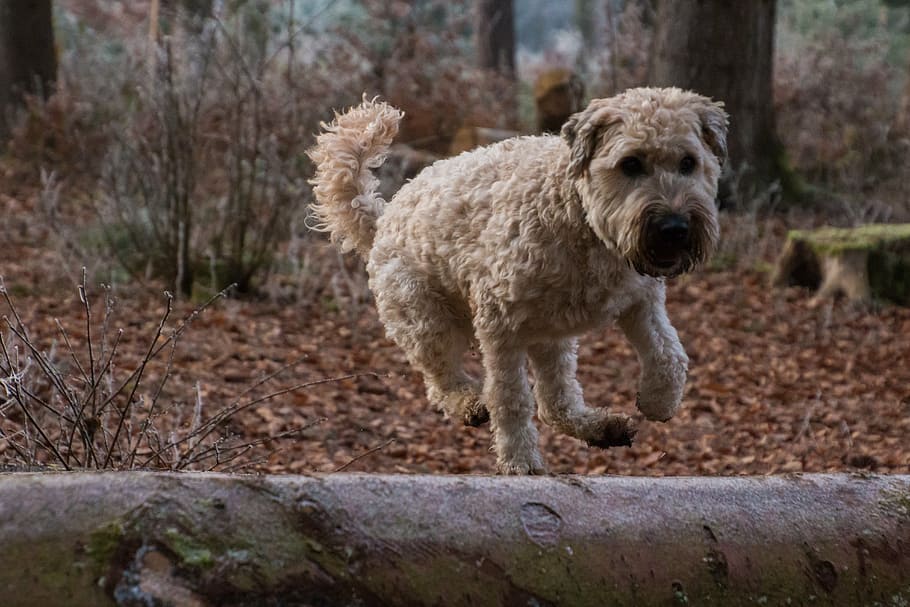 dog, jump, play, autumn, leaves, irish soft coated wheaten terrier, HD wallpaper