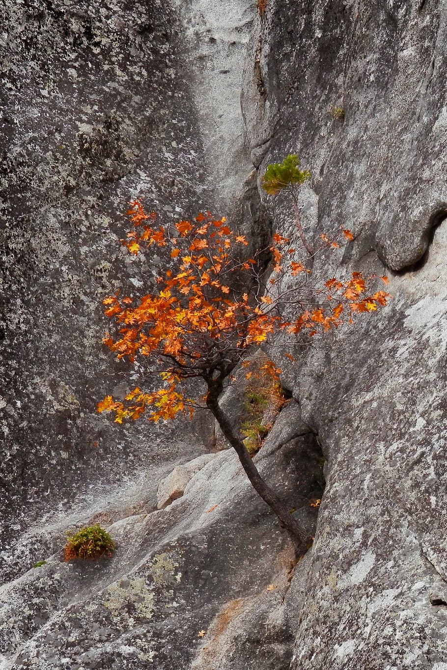 Bush, Autumn, Fall, Leaves, Yosemite, cliff, stone, nature HD wallpaper