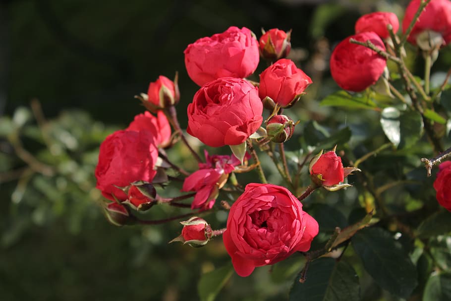 roses, flowers, rose bloom, flowering plant, beauty in nature HD wallpaper
