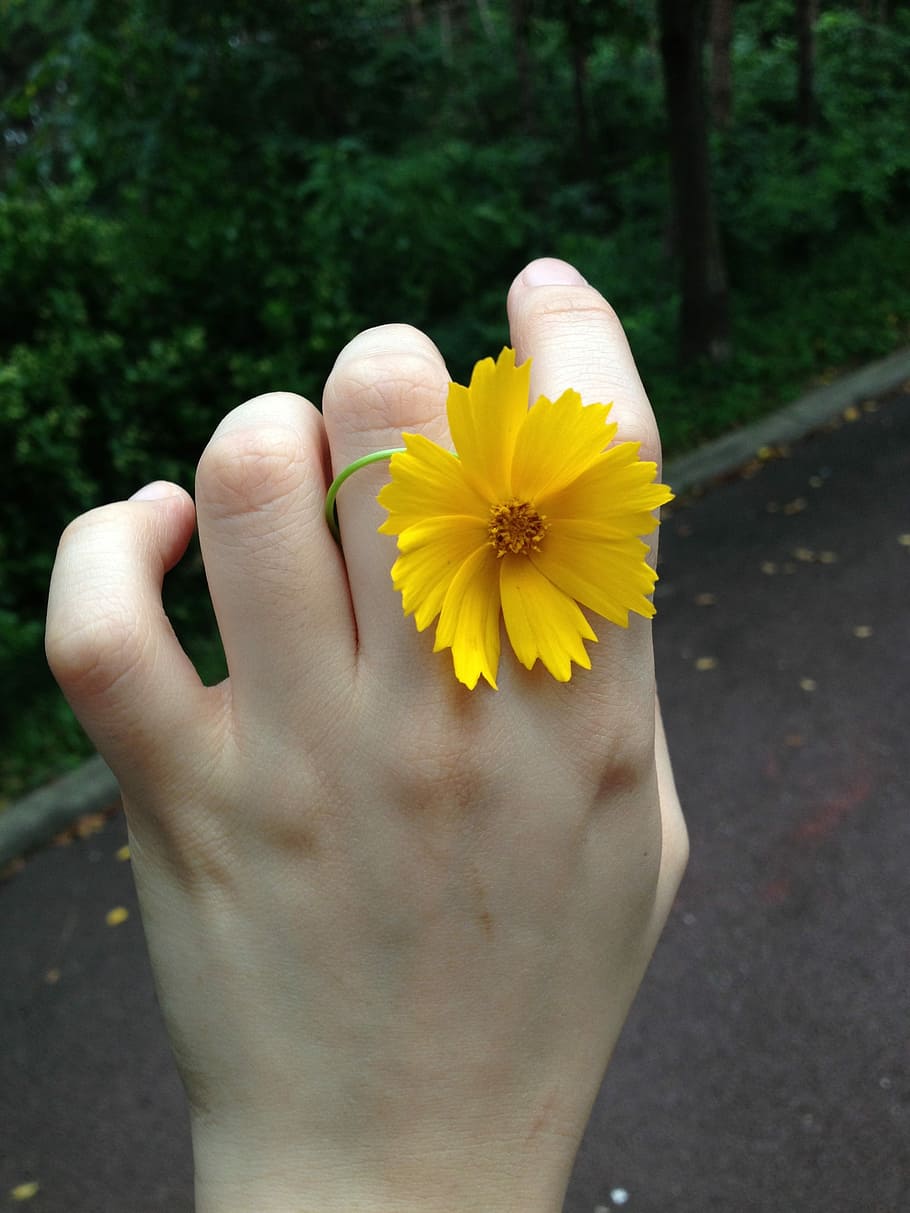 Flowers, Yellow, Hand, nature, human Hand, outdoors, people HD wallpaper