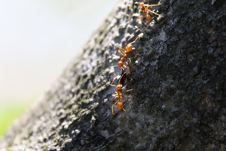 ant, tree, sharing, insect, nature, macro, natural, animal HD wallpaper