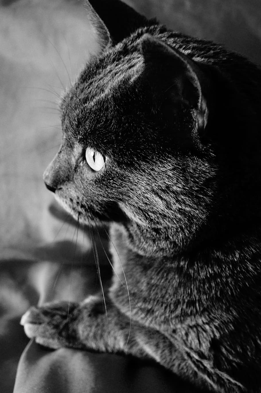 cat, animals, love, one animal, animal themes, mammal, domestic animals HD wallpaper