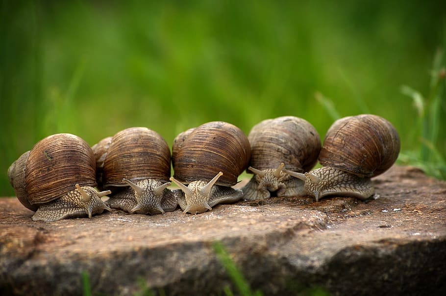 five brown snails, shell, slowly, mollusk, crawl, macro, housing HD wallpaper