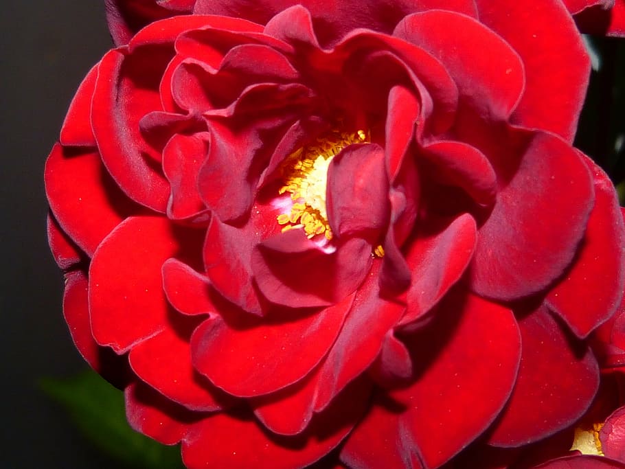 roses, red, night, lighting, darkness, shadow, flower, blossom HD wallpaper