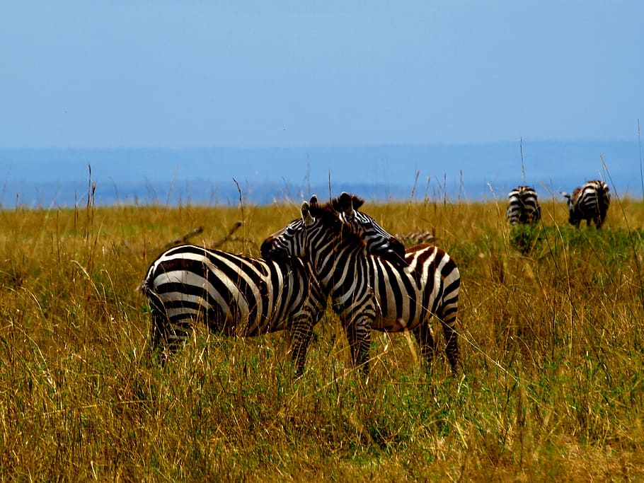 Zebra, Africa, Safari, wildlife, safari Animals, nature, animals In The Wild, HD wallpaper