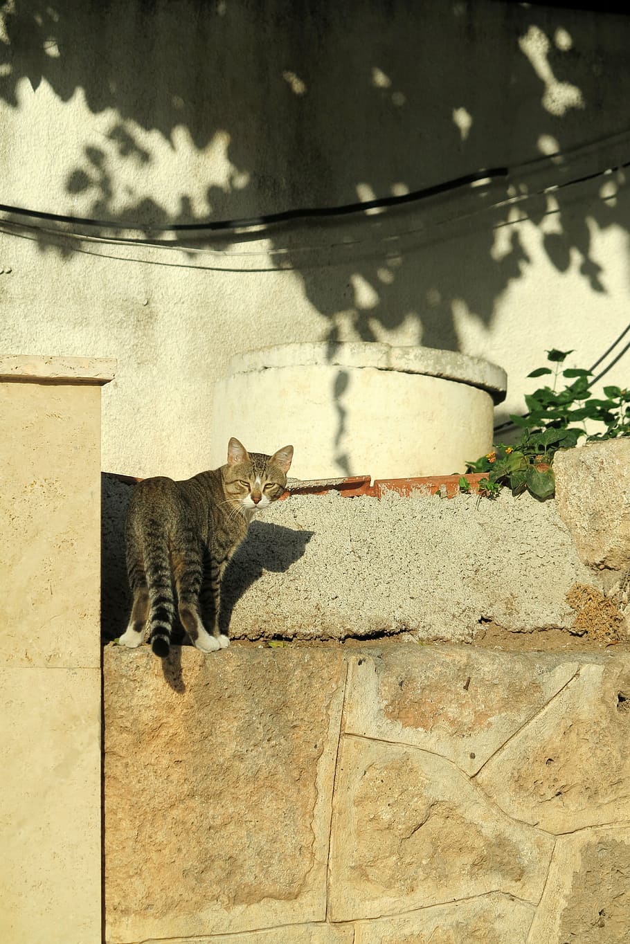 cat, turkey, feline, domestic cat, animal themes, mammal, one animal HD wallpaper
