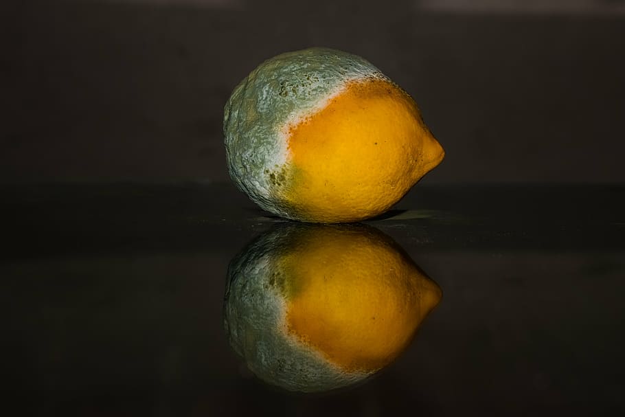 lemon, rotten, fruit, yellow, green, mold, fungus, ripe, mouldy HD wallpaper