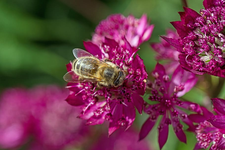 Flower, Purple, Bee, Close, fragility, nature, insect, one animal HD wallpaper