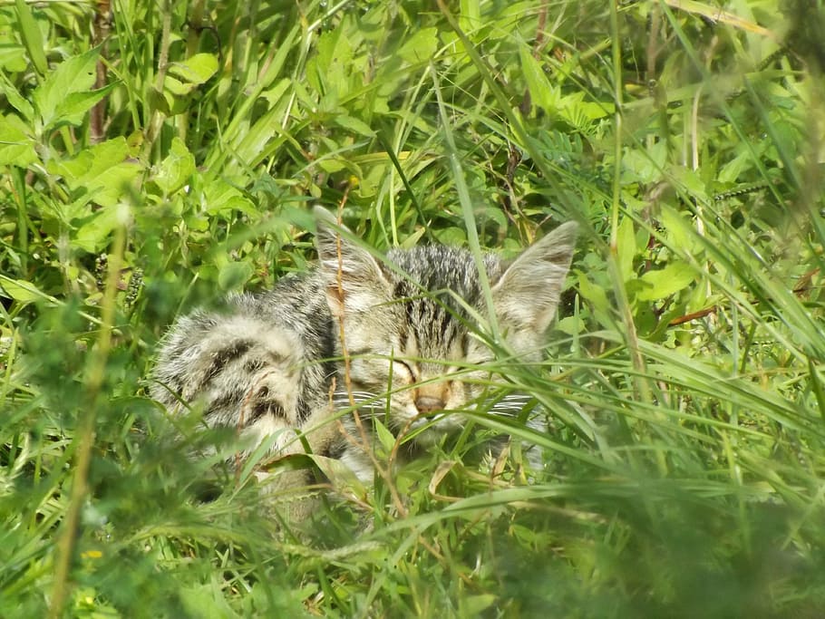 cat, wild, street, animal themes, plant, mammal, vertebrate HD wallpaper